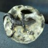 il_fullxfull.8717418058_87u7.jpg Naczynie ceramiczne z rzeźbą jaszczurki - seria "Kamienny sen"
