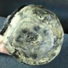 il_fullxfull.8717419148_ldta.jpg Naczynie ceramiczne z rzeźbą jaszczurki - seria "Kamienny sen"