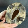 il_fullxfull.8765315279_rc4v.jpg Naczynie ceramiczne z rzeźbami żuków - seria "Kamienny sen"
